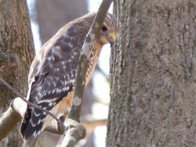 20190323 - Shelley Lake - Red-shouldered Hawk 2