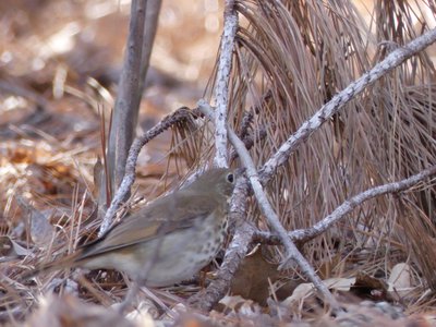 20190323 - Shelley Lake - Thrush