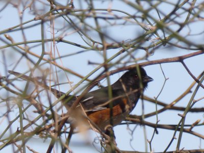 20190324 - Yates Mill - Eastern Towhee