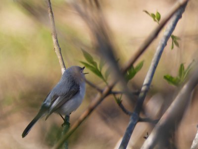 20190416 - Lake Betz - Blue-gray Gnatcatcher 4