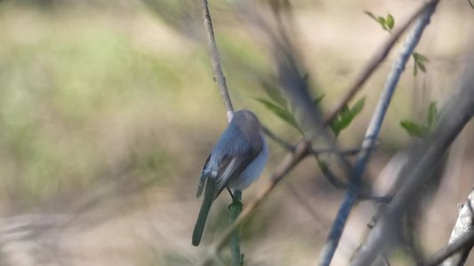 20190416 - Lake Betz - Blue-gray Gnatcatcher 5