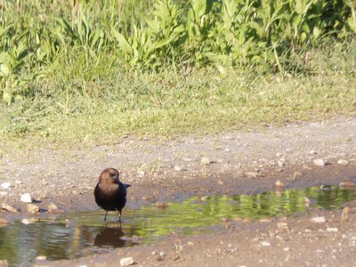 20190416 - Lake Betz - Brown-headed Cowbird 1