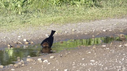 20190416 - Lake Betz - Brown-headed Cowbird 2