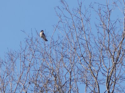 20190416 - Lake Betz - Eastern Kingbird