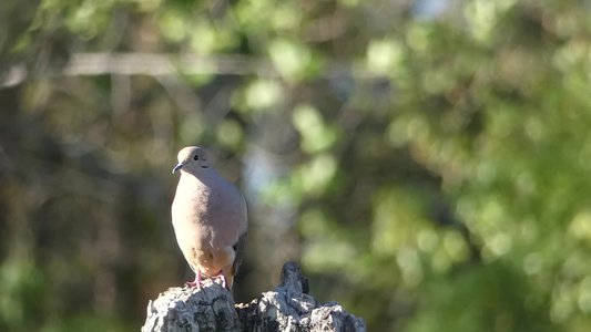 20190416 - Lake Betz - Mourning Dove