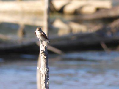 20190416 - Lake Betz - Northern Rough-winged Swallow 1