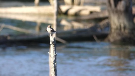 20190416 - Lake Betz - Northern Rough-winged Swallow 2