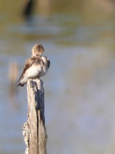 20190416 - Lake Betz - Northern Rough-winged Swallow 3