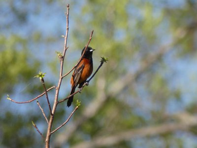 20190416 - Lake Betz - Orchard Oriole 1