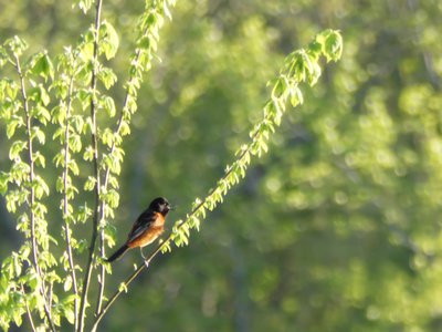 20190416 - Lake Betz - Orchard Oriole 2