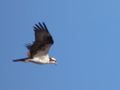 20190416 - Lake Betz - Osprey 1