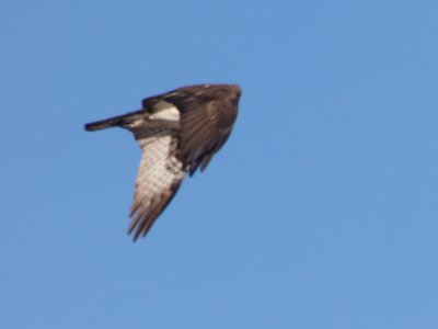 20190416 - Lake Betz - Osprey 2