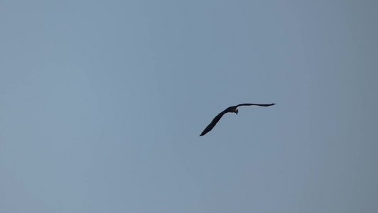 20190416 - Lake Betz - Osprey Slow-Mo 3