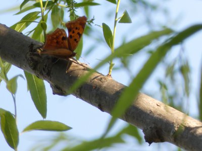 20190416 - Lake Betz - Question Mark Anglewing 1