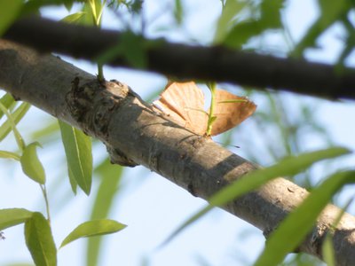 20190416 - Lake Betz - Question Mark Anglewing 2