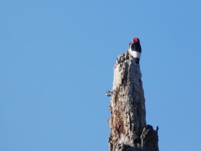 20190416 - Lake Betz - Red-headed Woodpecker