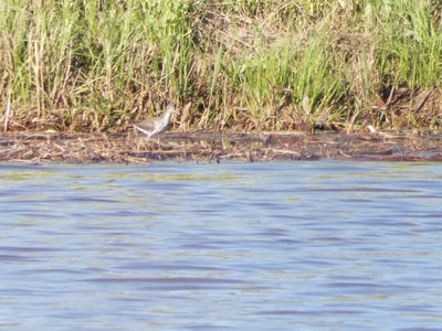 20190416 - Lake Betz - Spotted Sandpiper