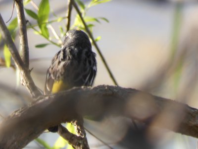 20190416 - Lake Betz - Yellow-rumped Warbler