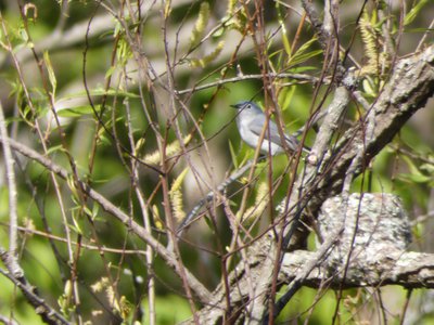 20190416 - Yates Mill - Blue-gray Gnatcatcher 1