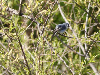 20190416 - Yates Mill - Blue-gray Gnatcatcher 2