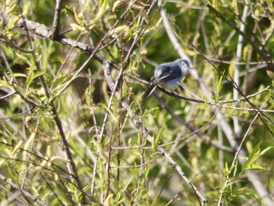 20190416 - Yates Mill - Blue-gray Gnatcatcher 3