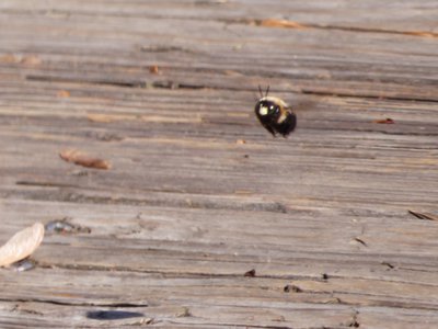 20190416 - Yates Mill - Carpenter Bee