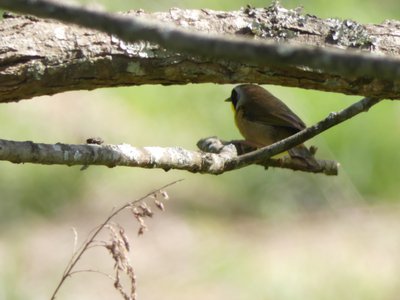 20190416 - Yates Mill - Common Yellowthroat 1