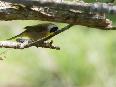 20190416 - Yates Mill - Common Yellowthroat 2