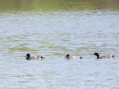 20190416 - Yates Mill - Mallards