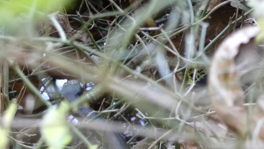 20190416 - Yates Mill - Rat Snake 2