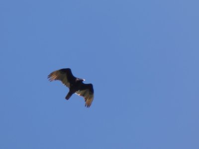 20190416 - Yates Mill - Turkey Vulture