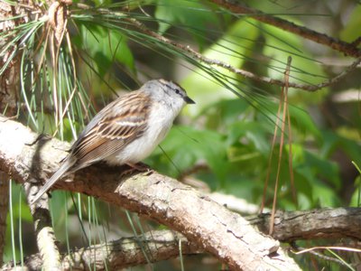 20190417 - Schenck Forest - Chipping Sparrow