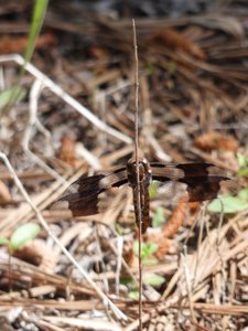 20190417 - Schenck Forest - Common Whitetail 1