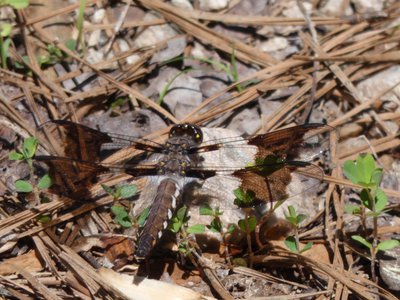 20190417 - Schenck Forest - Common Whitetail 2