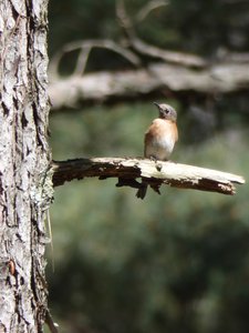 20190417 - Schenck Forest - Eastern Bluebird 1