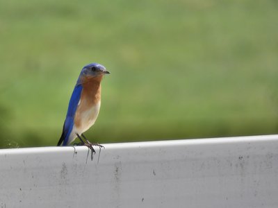 20190417 - Schenck Forest - Eastern Bluebird 2