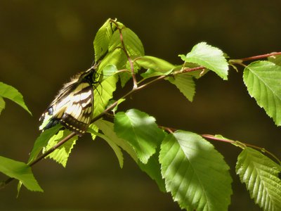 20190417 - Schenck Forest - Eastern Tiger Swallowtail