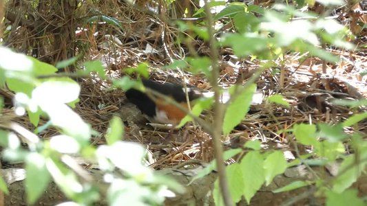 20190417 - Schenck Forest - Eastern Towhee 1