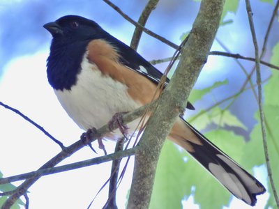 20190417 - Schenck Forest - Eastern Towhee 2