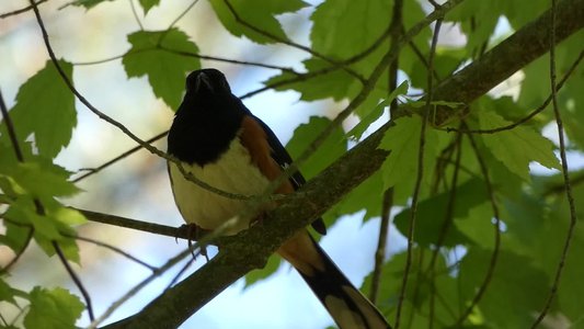 20190417 - Schenck Forest - Eastern Towhee 3