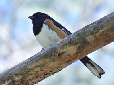 20190417 - Schenck Forest - Eastern Towhee 4