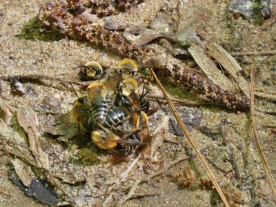 20190417 - Schenck Forest - Ground Bees