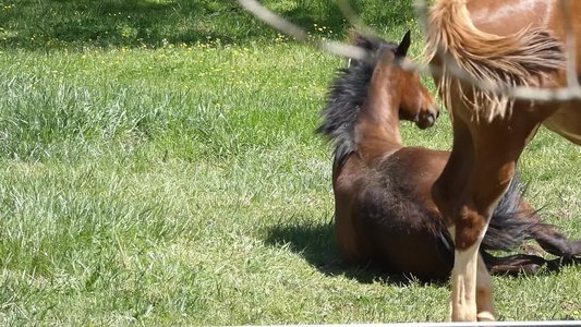 20190417 - Schenck Forest - Horse