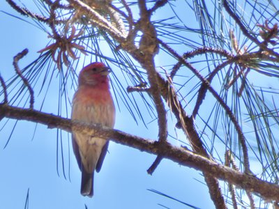 20190417 - Schenck Forest - House Finch 1