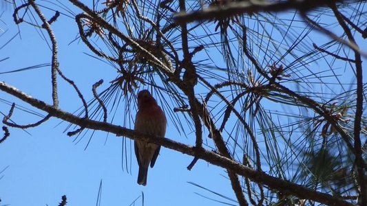 20190417 - Schenck Forest - House Finch 2