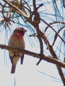 20190417 - Schenck Forest - House Finch 3