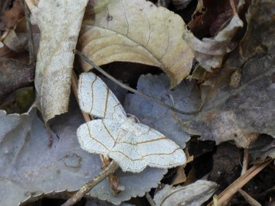 20190417 - Schenck Forest - Lesser Maple Spanworm Moth