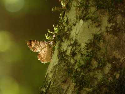 20190417 - Schenck Forest - Possible Pearl Crescent