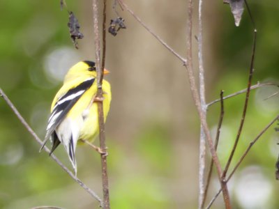 20190421 - Johnston Mill - American Goldfinch