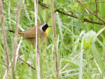 20190421 - Johnston Mill - Common Yellowthroat